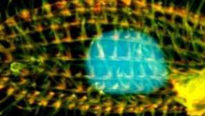 Inparniški čevelj: vzreja doma, opis, fotografija in video